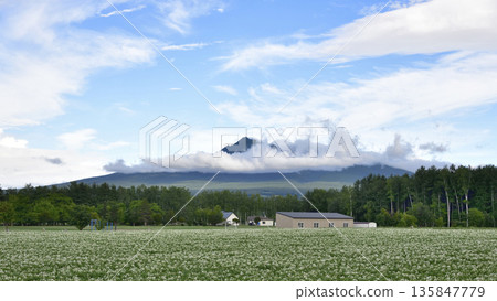 馬鈴薯田和沙裡山 馬鈴薯田和沙裡山 135847779