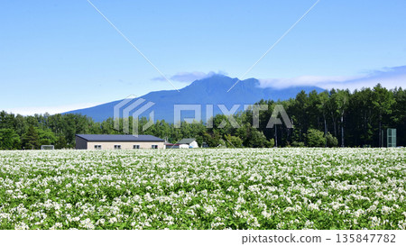 馬鈴薯田和沙裡山 馬鈴薯田和沙裡山 135847782