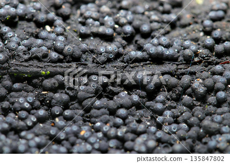A close-up of a colony of the Acanthaceae mushroom, with its grotesque black perithecia and interesting angel halos (mushroom macro photography) 135847802