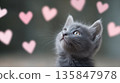 Adorable grey kitten gazing at floating pink hearts 135847978