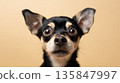 Close up portrait of cute black and tan chihuahua puppy with expressive eyes 135847997