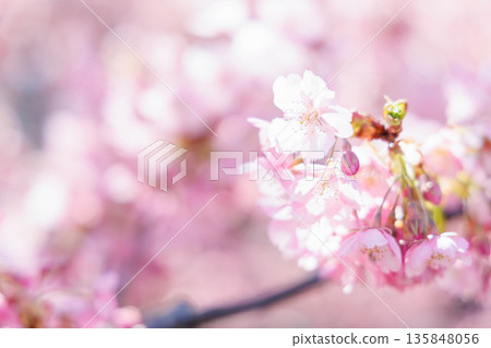 Kawazu cherry blossoms along the Yodo Canal (Fushimi, Kyoto) Kawazu cherry blossoms along the Yodo Canal (Fushimi, Kyoto) 135848056