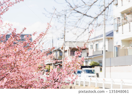 淀川沿岸的河津櫻花（京都伏見） 135848061