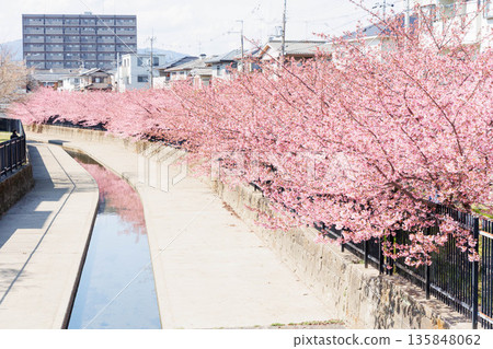 Kawazu cherry blossoms along the Yodo Canal (Fushimi, Kyoto) Kawazu cherry blossoms along the Yodo Canal (Fushimi, Kyoto) 135848062