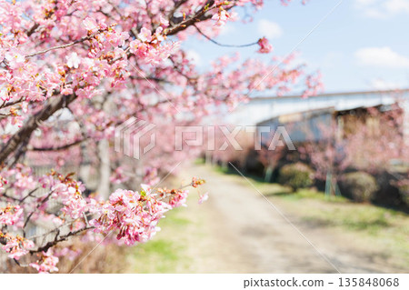 淀川沿岸的河津櫻花(京都伏見) 淀川沿岸的河津櫻花(京都伏見) 135848068