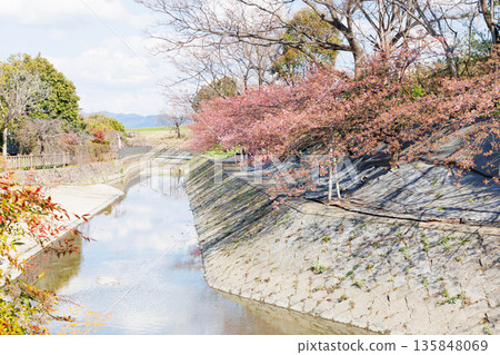淀川沿岸的河津櫻花（京都伏見） 135848069