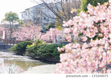 淀川沿岸的河津櫻花(京都伏見) 淀川沿岸的河津櫻花(京都伏見) 135848075