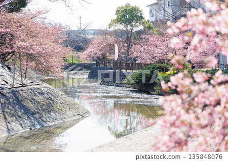 淀川沿岸的河津櫻花(京都伏見) 淀川沿岸的河津櫻花(京都伏見) 135848076