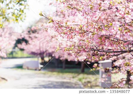淀川沿岸的河津櫻花（京都伏見） 135848077