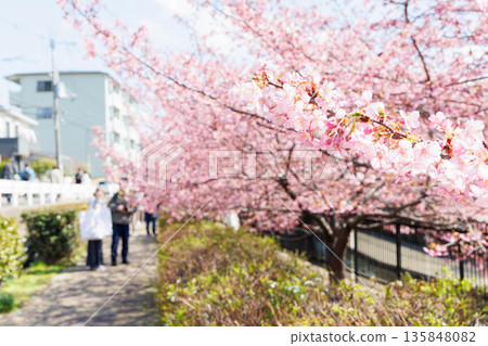 Kawazu cherry blossoms along the Yodo Canal (Fushimi, Kyoto) 135848082