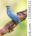 Blue-Gray Tanager perched on a branch tree with green background in Monteverde forest, Costa Rica 135848112