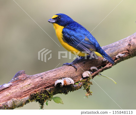 Yellow-throated Euphonia male perched on a green background in the forest, Costa Rica 135848113