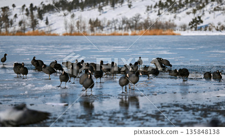 A flock of black waterfowl (Fulica atra) walking on the surface of a frozen ice lake in winter 135848138