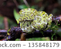 Eyelash viper on a branch in the forest, Parque Nacional Volcano Tenorio, Costa Rica 135848179