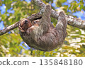 Mother Sloth with her baby on the tree in the forest, Costa Rica 135848180