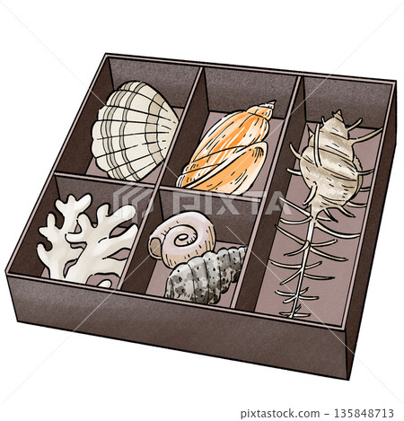 Coral and Seashell Coral and Seashell 135848713