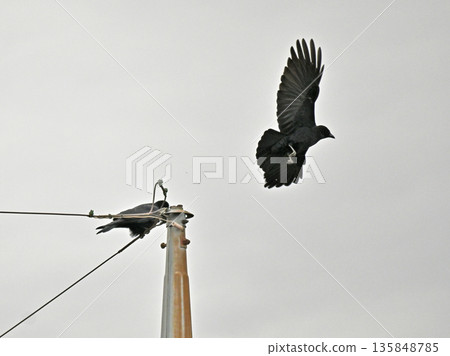 A crow flying off the electric wire A crow flying off the electric wire 135848785