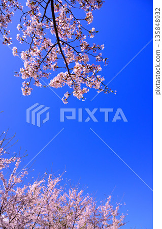Cherry blossoms in full bloom shining in the blue sky Cherry blossoms in full bloom shining in the blue sky 135848932