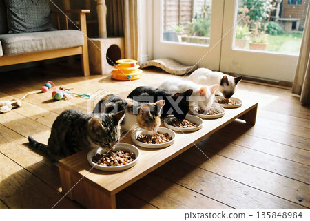 Kittens lined up side by side eating cat food from a bowl 135848984
