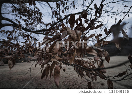 冬日裡留下的枯葉，是時光悄悄流逝的象徵。 135849156
