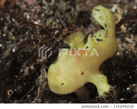Frogfish Frogfish 135849226