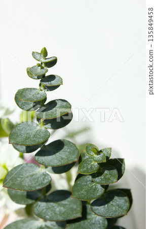Eucalyptus leaves on a white background Eucalyptus leaves on a white background 135849458