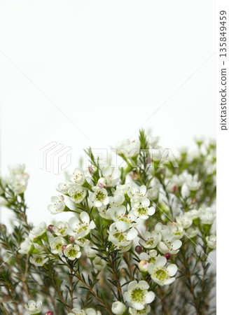 Wax flower with white background and white flowers Wax flower with white background and white flowers 135849459