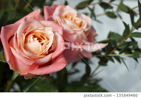 Eucalyptus pablo and pink roses. Eucalyptus pablo and pink roses. 135849460