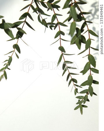 Eucalyptus Pablo on a white background Eucalyptus Pablo on a white background 135849461