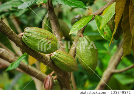 Green cacao pods growing on a tropical tree branch in dense rainforest, concept of cocoa cultivation and organic chocolate production in natural plantation environment Green cacao pods growing on a tropical tree branch in dense rainforest, concept of cocoa cultivation and organic chocolate production in natural plantation environment 135849571