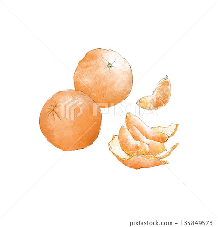 椪柑的水彩插圖 椪柑的水彩插圖 135849573
