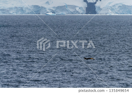 Killer whales in the Antarctic 135849654