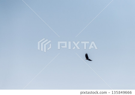 African fish eagle over the chobe river African fish eagle over the chobe river 135849666