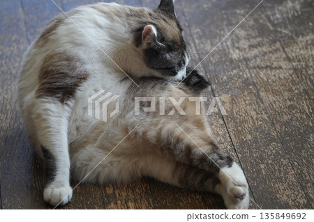 Sakuraneko 打扮自己 Sakuraneko 打扮自己 135849692