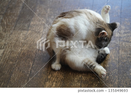 Sakuraneko 打扮自己 135849693