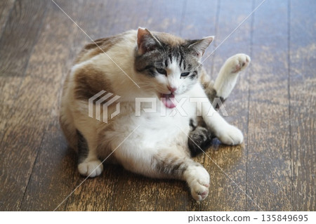 Sakuraneko 打扮自己 135849695