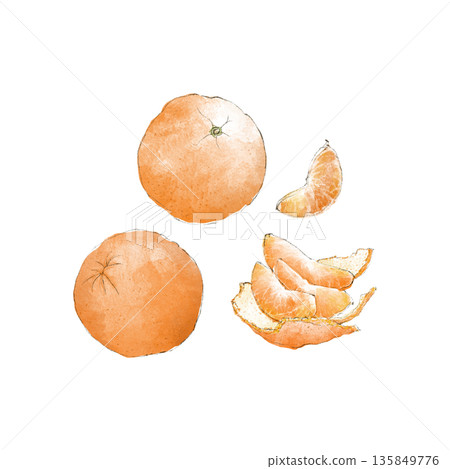 椪柑的水彩插圖 椪柑的水彩插圖 135849776