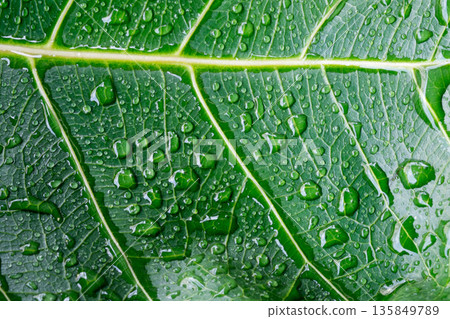 Water drop on a leaf after rain in a garden Water drop on a leaf after rain in a garden 135849789