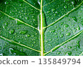 Water drop on a leaf after rain in a garden 135849794