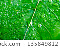 Water drop on a leaf after rain in a garden 135849812