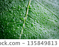 Water drop on a leaf after rain in a garden 135849813