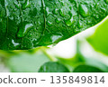 Water drop on a leaf after rain in a garden 135849814