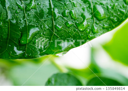 Water drop on a leaf after rain in a garden 135849814