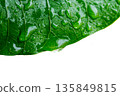 Water drop on a leaf after rain in a garden 135849815