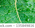 Water drop on a leaf after rain in a garden 135849816