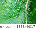 Water drop on a leaf after rain in a garden 135849817