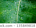 Water drop on a leaf after rain in a garden 135849818