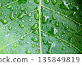 Water drop on a leaf after rain in a garden 135849819