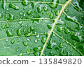 Water drop on a leaf after rain in a garden 135849820