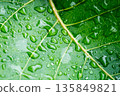 Water drop on a leaf after rain in a garden 135849821